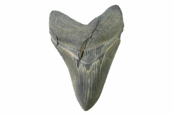 Fossil Megalodon Tooth From Georgia - Repaired #338664
